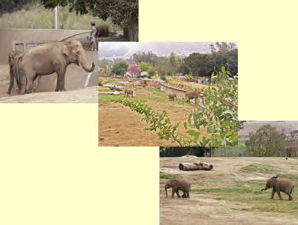elephant sanctuary