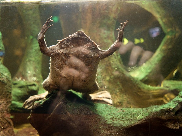 Weird frog