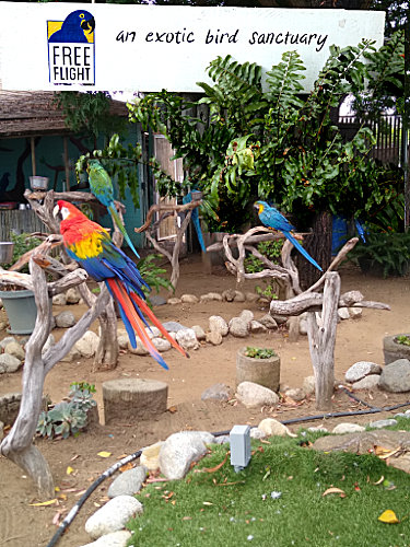 An exotic bird sanctuary