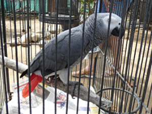 African Grey Parrot - smartest