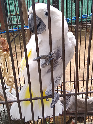 white parrot who perfers to to be handled