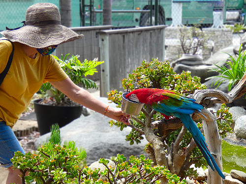 Patty feeding parrot at 'Free Flight'