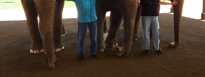 Craig & Patty with elephants