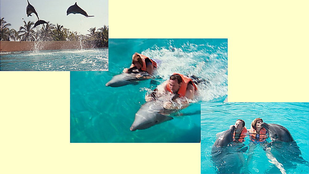 dolphin activities