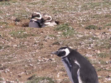 Magdalena Penguins