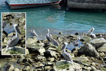 Cabo harbor pelicans