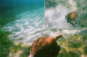 sea turtles