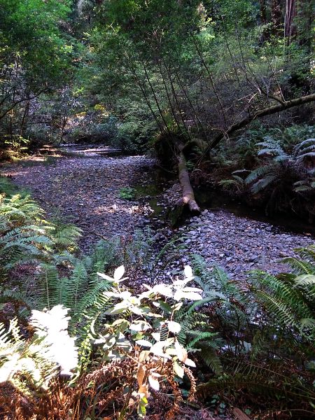 Muir Woods almost dry creek bed