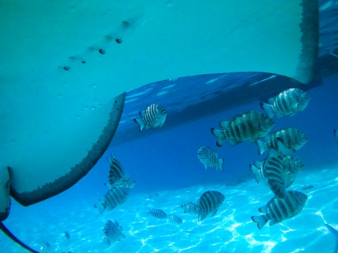 stingray & fish from underwater